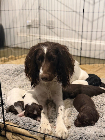 Sprocker puppies for sale