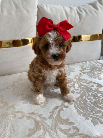 Cavapoo f1