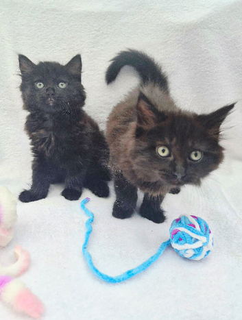 VERY FRIENDLY FLUFFY KITTENS