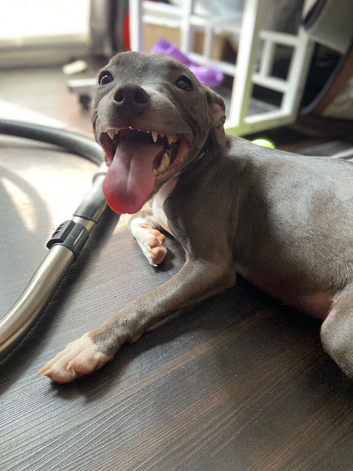 7 month old female blue staff