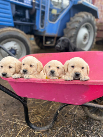 8week old Labrador pups