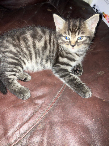 2 Tabby grey kittens girl and boy