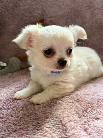 One boy. One girl both white & cream chihuahua puppies KC registered ready to go now