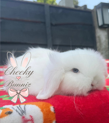 Beautiful TeddyWidder Bunnies