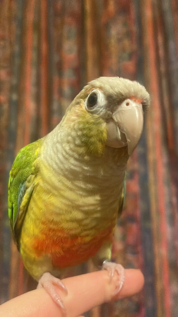 Hand reared/ very tame Pineapple Green Cheek Conure pair