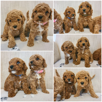 Beautiful Cavapoo Puppies Health Tested