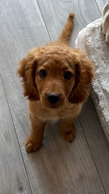 12 week old puppy