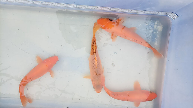 Koi fish