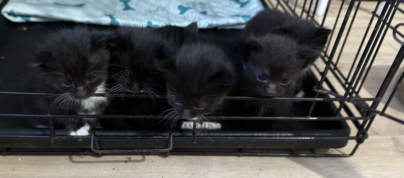 3 black and white kittens