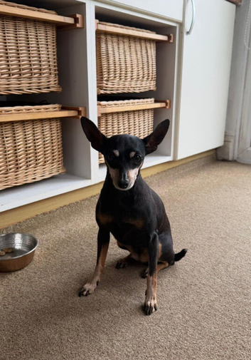 10 year old Mini Pin girl for re home