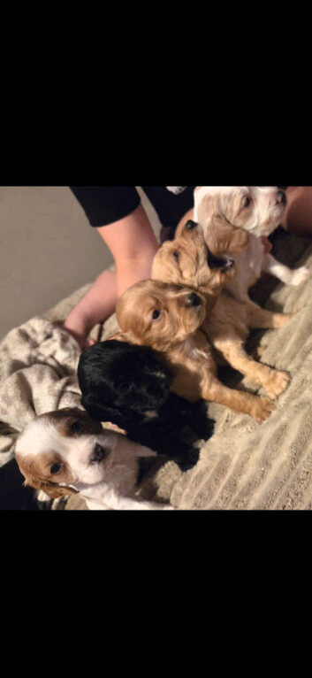 5 x beautiful cocker spaniel puppies for sale