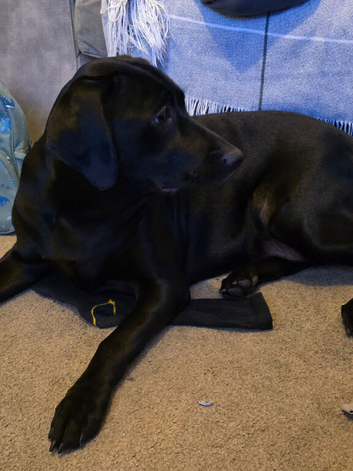 Lab bcross