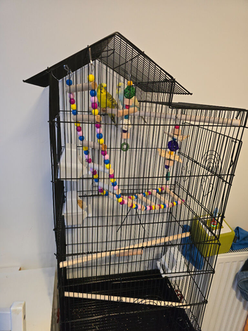 Budgies