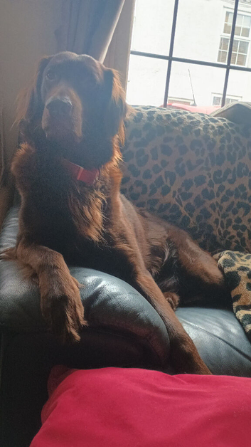 Stud dog Liver flat coated retriever for stud &pound;500 stud fee