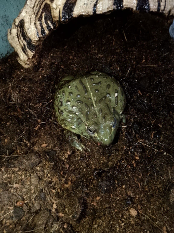 Giant African bull frog and set up