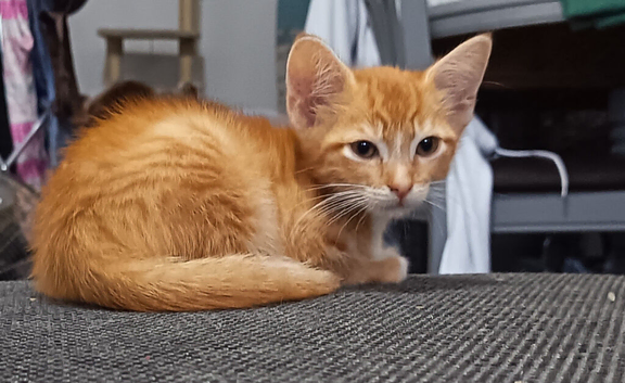 Litter of 5 beautiful playful kittens