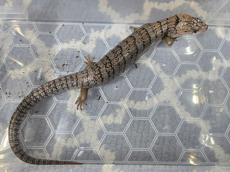CB24 Pink Tongue Skink