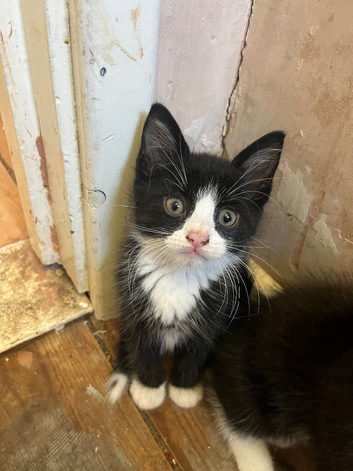 3 beautiful male kittens