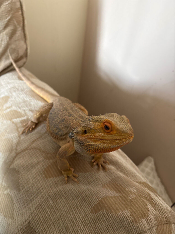 Bearded dragon