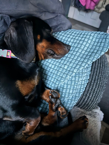 Miniature dachshund