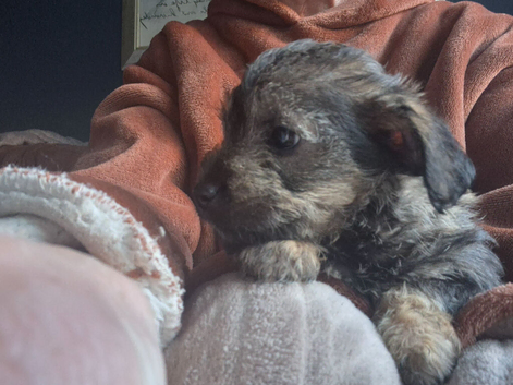 Poodle x Norfolk terrier puppies