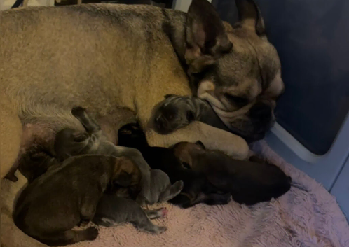 Beautiful French Bulldog Puppies - 6 Healthy Pups