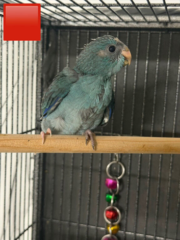 Kakariki baby&rsquo;s