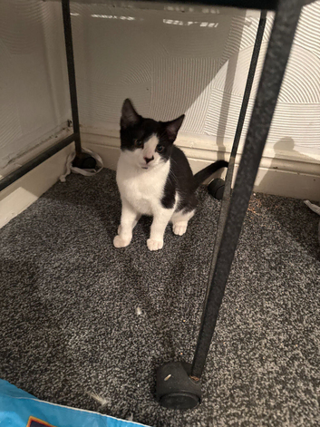 Kitten
