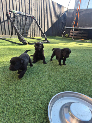 Chunky labrador puppies ready now