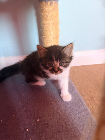 Kittens