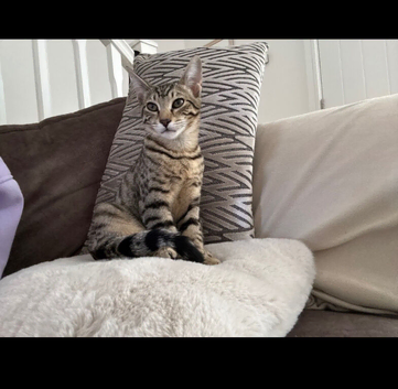 Savannah kitten