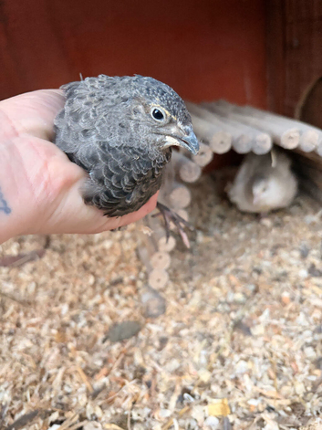 5 Female 1 male Coturnix 5.5 week olds