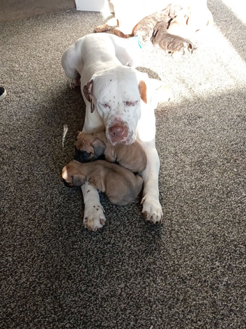 Frenchie bully puppies