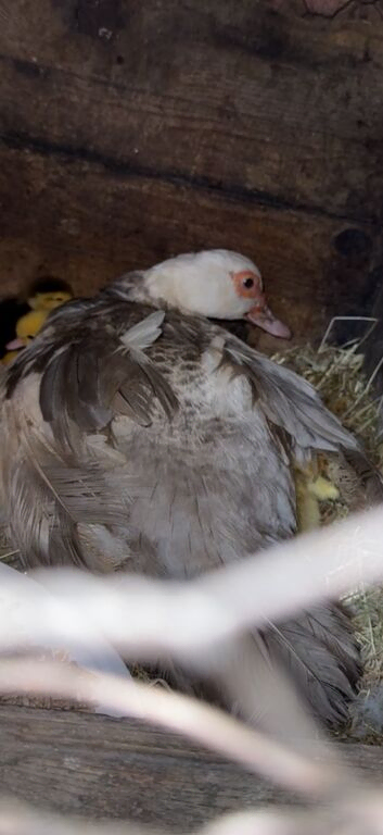 Duck Muscovy