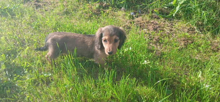 Miniature dachshunds