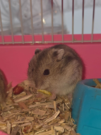 Baby BOY Russian Hamsters