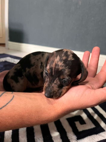 Miniature Dachshund Puppy for Sale