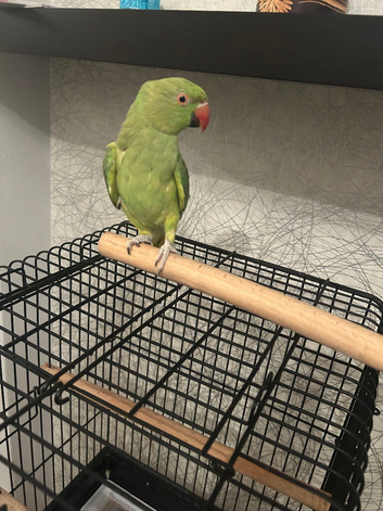 Tamed ringneck with cage