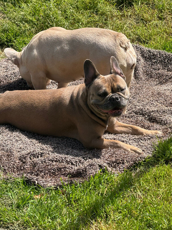 Female French bulldogs