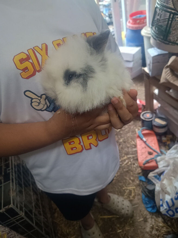 Lion head bonny for sale