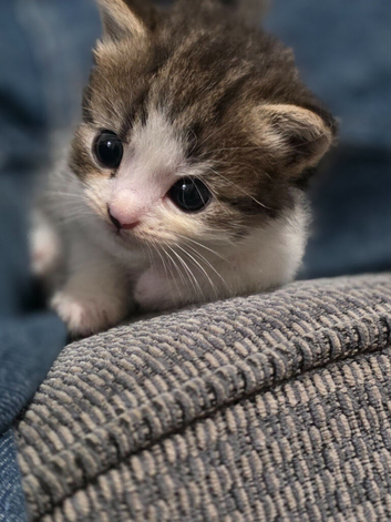 beautiful kittens