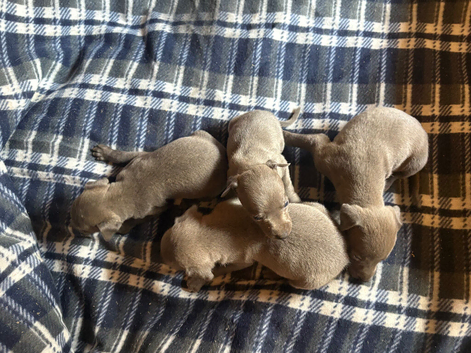 5 lovely wiggy boys