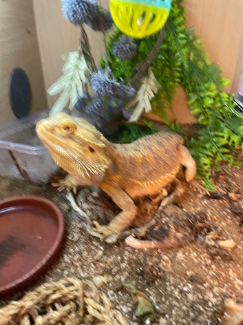 Bearded dragon