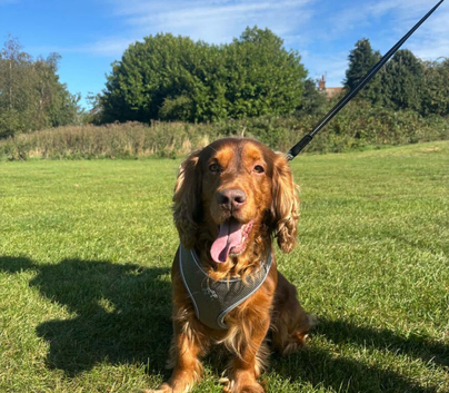 Handsome Show Cocker Spaniel Available at Stud