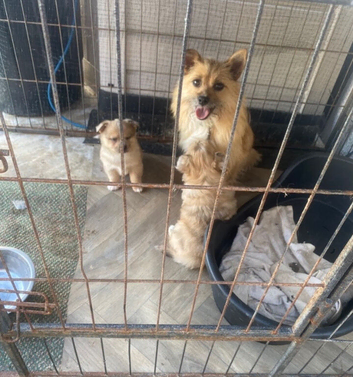 2 Merle  pomchi puppies for sale