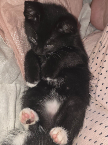 Lovely kittens