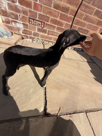 Lovely beautiful lurcher puppy for sale