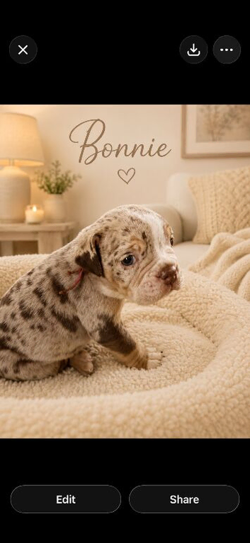 ️Beautiful olde English bulldogs️