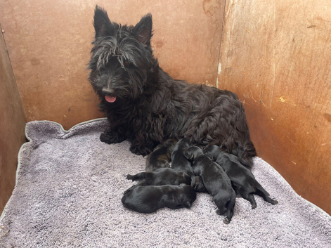Scottish terrier x miniature schnauzer