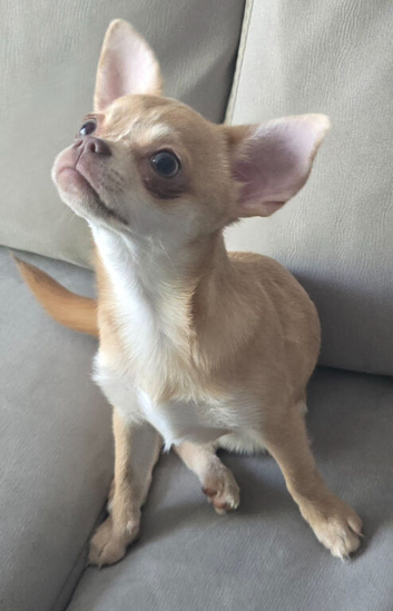 KC Fawn Girl